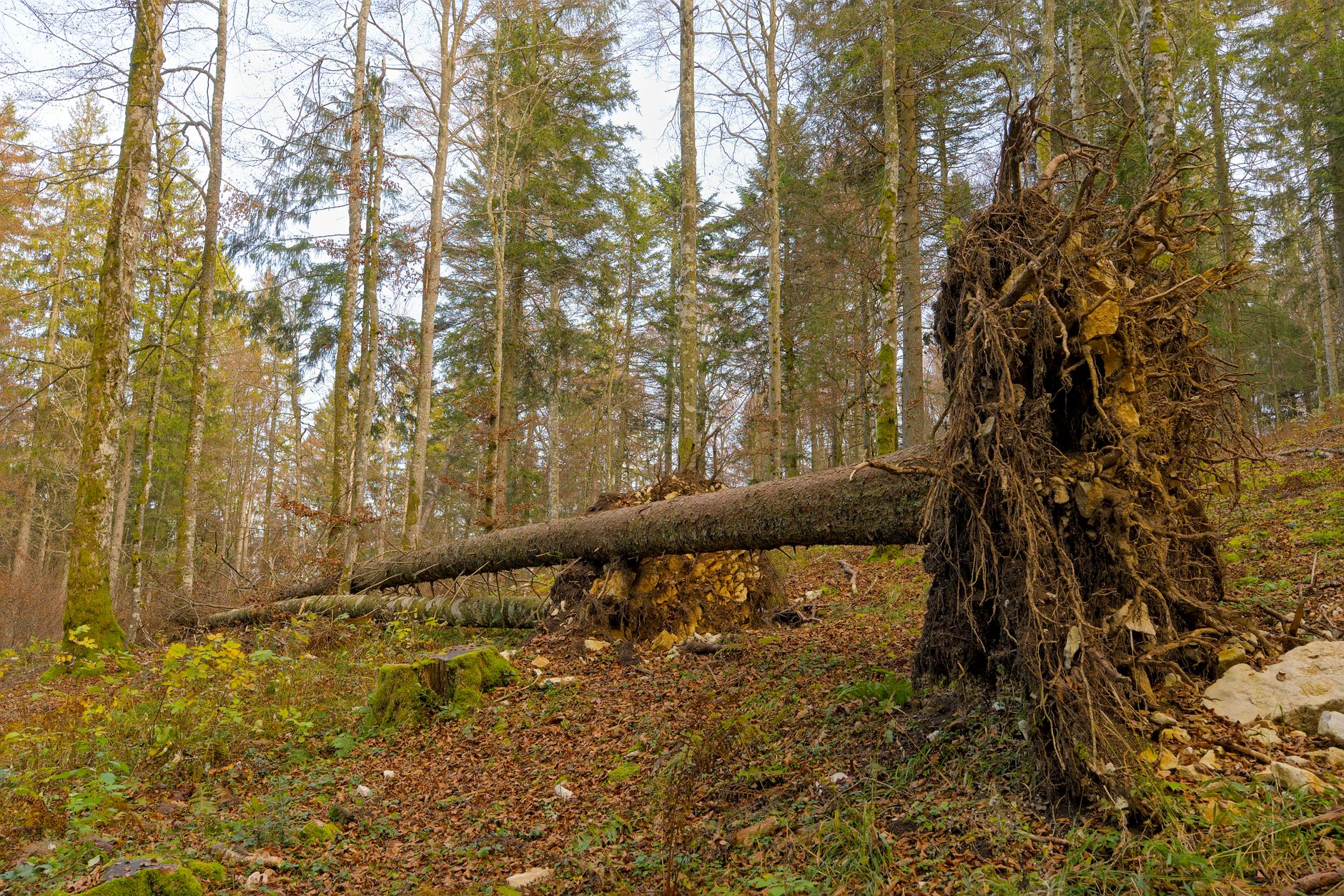 Enlèvement arbre urgence équipe à Créteil